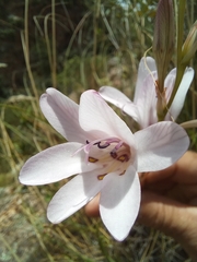 Tritonia flabellifolia