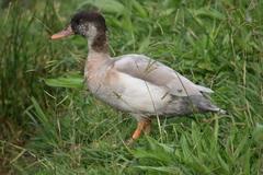 Anas platyrhynchos × Netta rufina