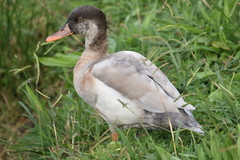 Anas platyrhynchos × Netta rufina