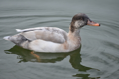 Anas platyrhynchos × Netta rufina