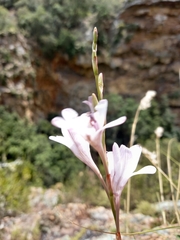 Tritonia flabellifolia