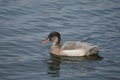 Anas platyrhynchos × Netta rufina