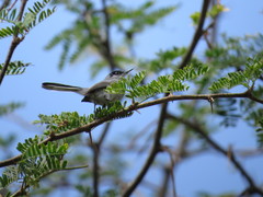 Polioptila nigriceps