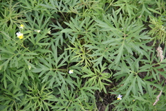 Pulsatilla grandis