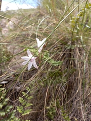 Tritonia flabellifolia