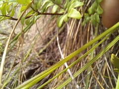 Tritonia flabellifolia