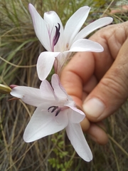 Tritonia flabellifolia