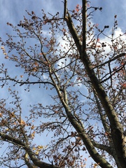 Liquidambar styraciflua