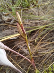 Tritonia flabellifolia