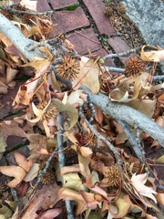 Liquidambar styraciflua