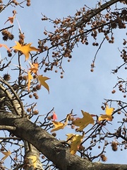 Liquidambar styraciflua