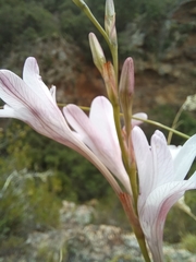Tritonia flabellifolia