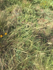 Dichanthium sericeum