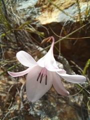 Tritonia flabellifolia