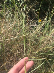 Dichanthium sericeum