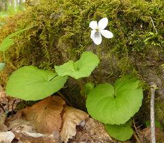 Viola pallens