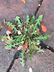 Taraxacum officinale