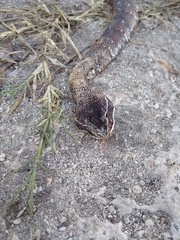 Agkistrodon russeolus