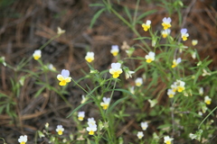 Viola hymettia