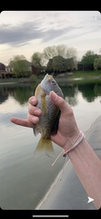 Lepomis macrochirus macrochirus