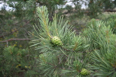 Pinus sylvestris
