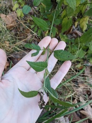 Ageratina altissima