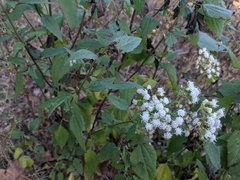 Ageratina altissima