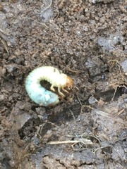 Xyloryctes jamaicensis