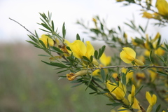 Chamaecytisus borysthenicus