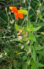 Erythranthe cinnabarina