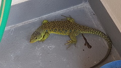 Timon lepidus lepidus