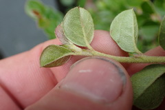 Cotoneaster hjelmqvistii