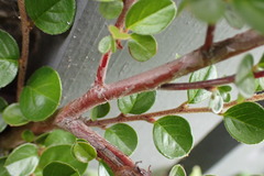 Cotoneaster hjelmqvistii