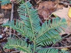 Cephalotaxus