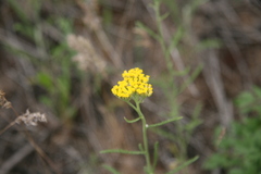 Achillea micrantha
