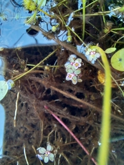 Crassula natans