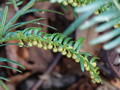 Cephalotaxus