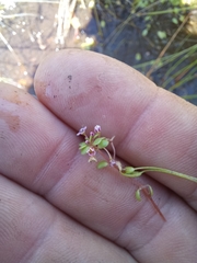 Crassula natans