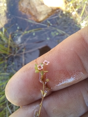 Crassula natans