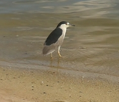 Nycticorax nycticorax
