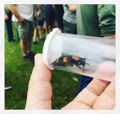 Nicrophorus americanus