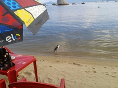 Nycticorax nycticorax