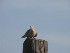 Streptopelia decaocto