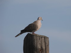 Streptopelia decaocto