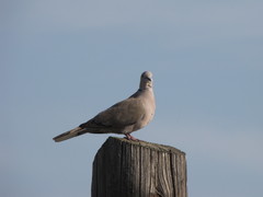Streptopelia decaocto