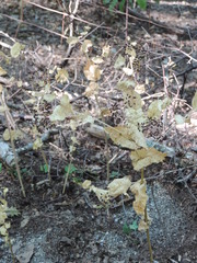 Smyrnium perfoliatum perfoliatum