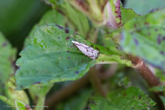 Pseudocatharylla duplicella