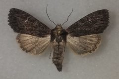Apamea plutonia