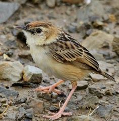 Cisticola ayresii