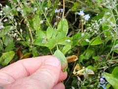 Levisticum officinale